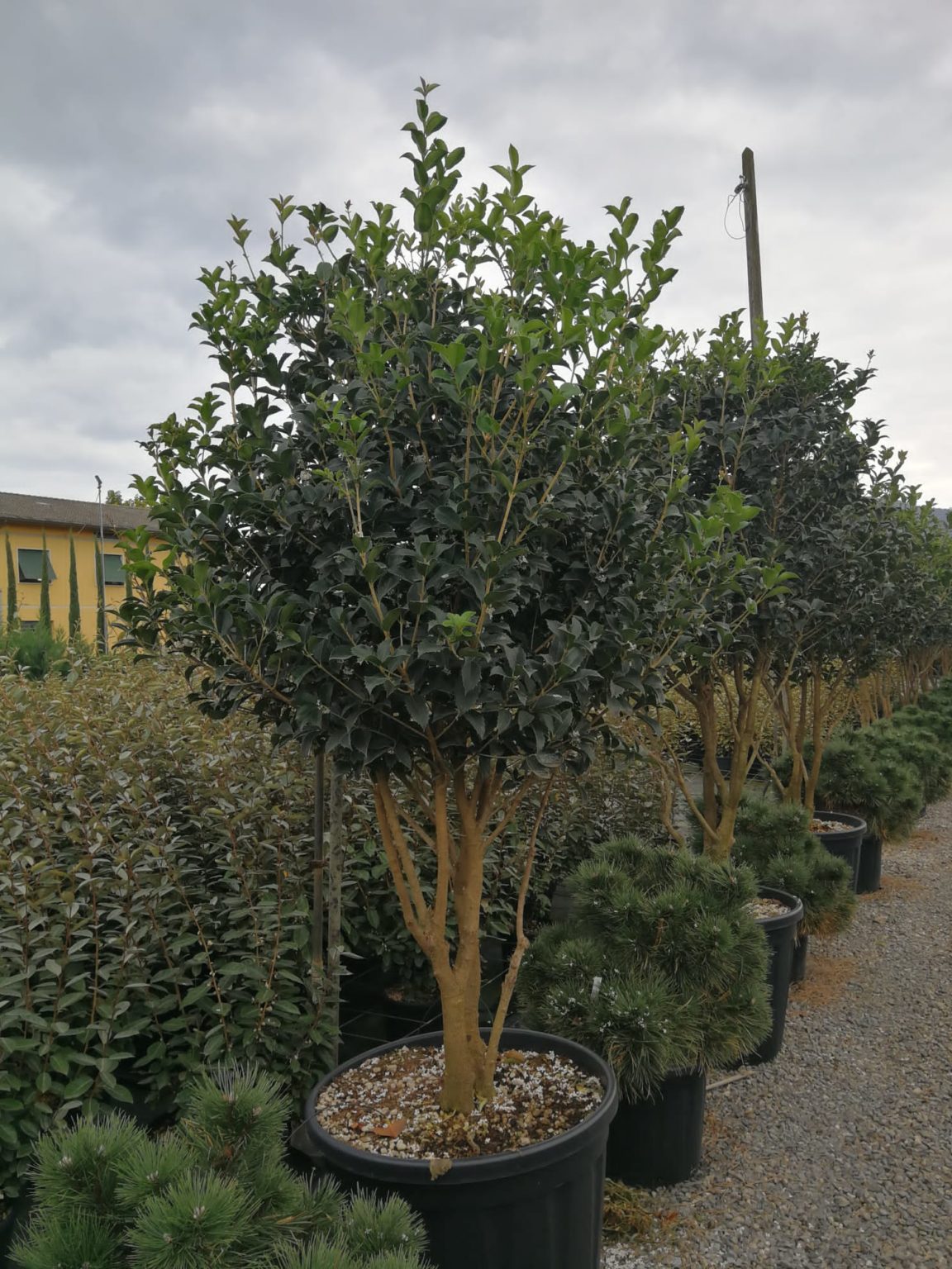 Osmanthus aquifolium Mushroom - Mehrstämmig Pilzform - Graf Gartenwelt