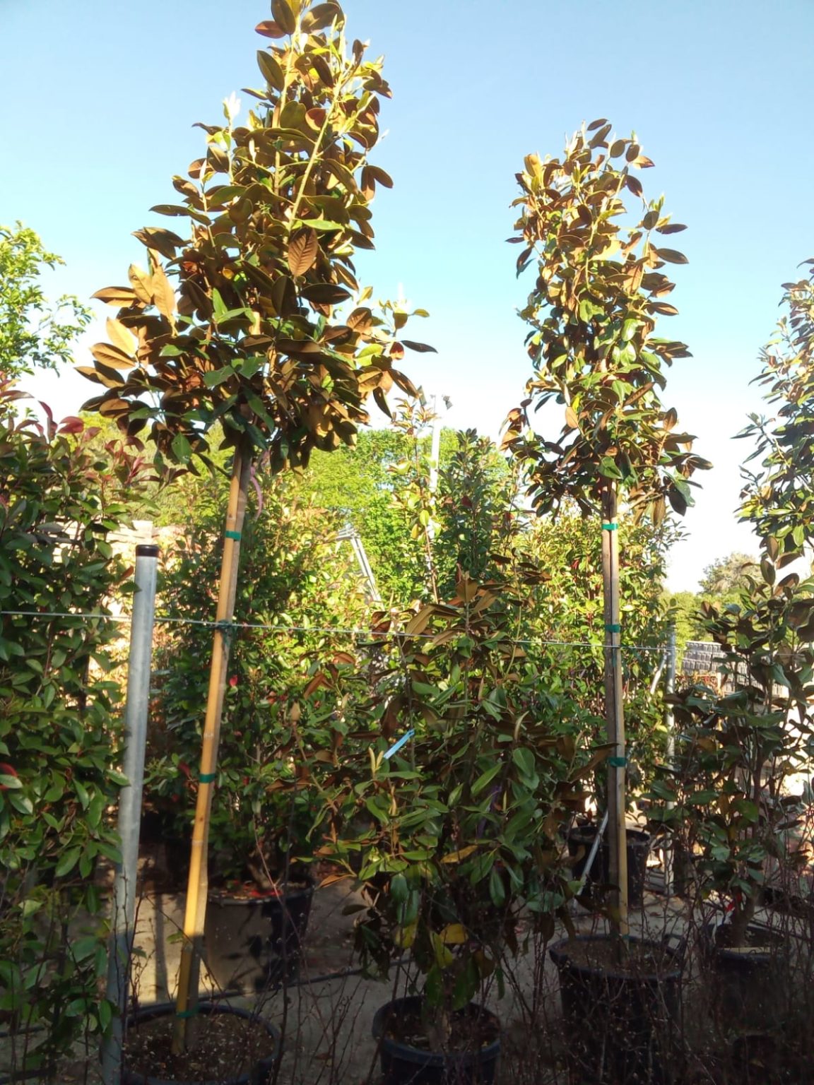 Apfelbaum Halbstamm 6/8cm verschiedene Sorten Graf Gartenwelt